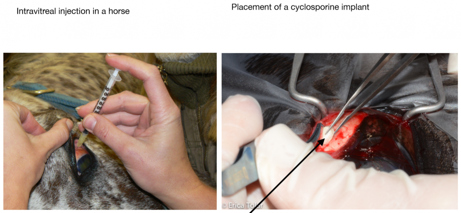 Equine Recurrent Uveitis